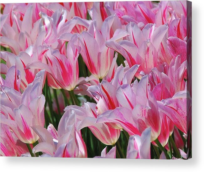 Pink Tulips Acrylic Print featuring the photograph Pink Tulips 3 by Allen Beatty