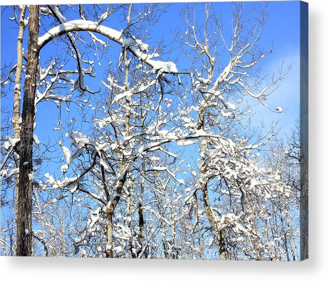  Acrylic Print featuring the photograph Poplar Woods in Winter by Jim Sauchyn