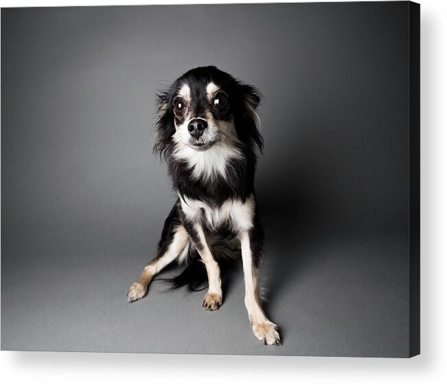 Pets Acrylic Print featuring the photograph Portrait Of A Chihuahua-papillon Mix - by Amandafoundation.org