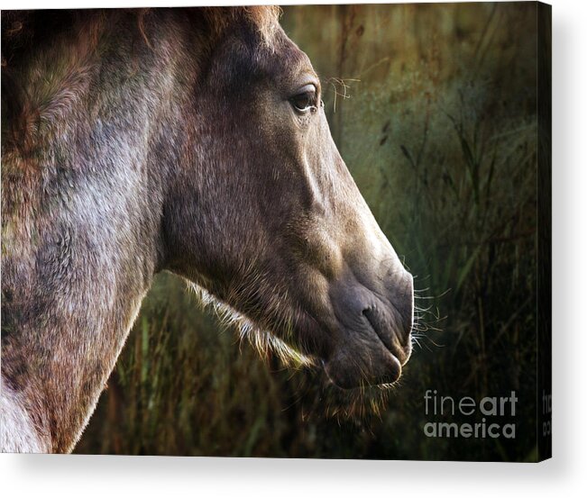 Pony Acrylic Print featuring the photograph Portrait Of A Dreaming Horse by Ang El
