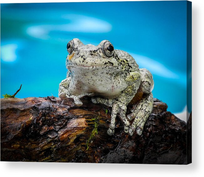 Fjm Multimedia Acrylic Print featuring the photograph Portrait of a Frog by Frank Mari