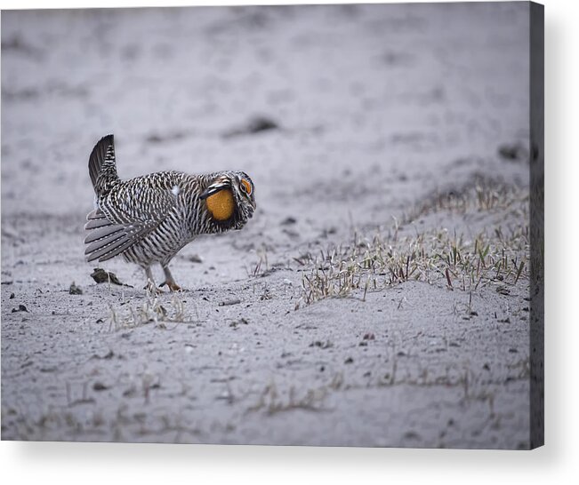 Wisconsins Prairie Chicken Acrylic Print featuring the photograph Prairie Chicken 2013-2 by Thomas Young