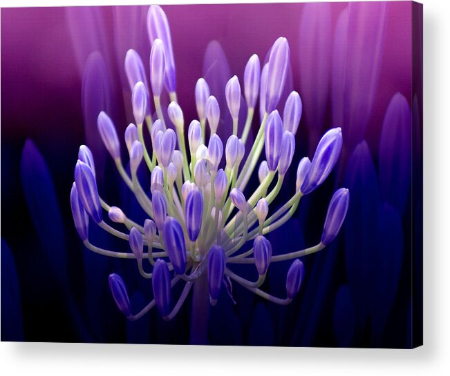 Agapanthus Acrylic Print featuring the photograph Praise by Holly Kempe