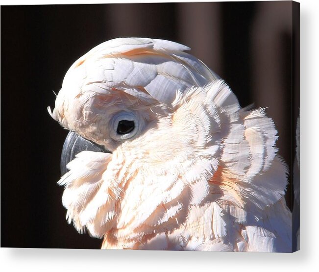 Cockatoo Head Shot Acrylic Print featuring the photograph Pretty in Pink Salmon-Crested Cockatoo Portrait by Andrea Lazar