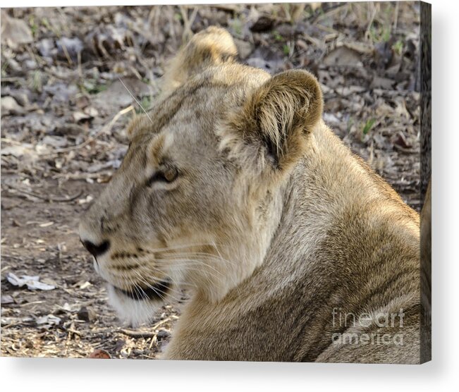 Lion Acrylic Print featuring the photograph Profile of a lion by Pravine Chester