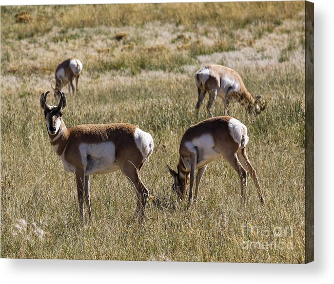 Pronghorn Acrylic Print featuring the photograph Pronghorn by Richard Lynch