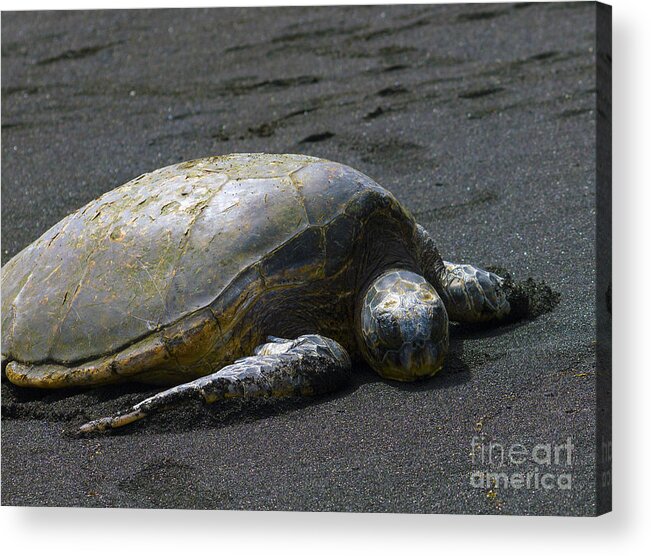 Fine Art Print Acrylic Print featuring the photograph Punaluu Turtle by Patricia Griffin Brett