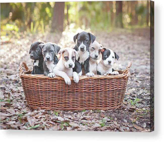 Pets Acrylic Print featuring the photograph Puppies In Wooden Basket by Hillary Kladke
