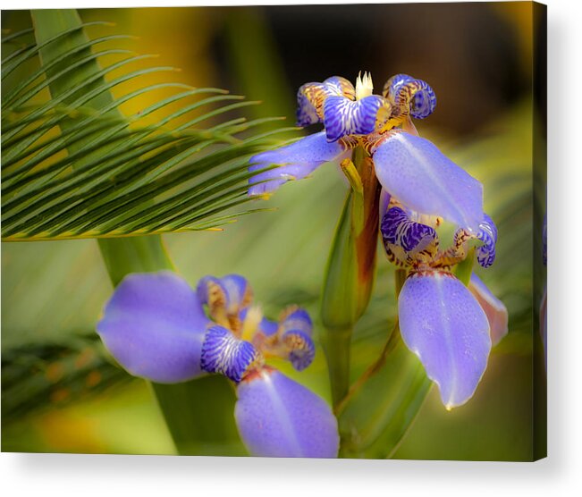 Flower Acrylic Print featuring the photograph Purple Iris No. 1 by Stephen Anderson