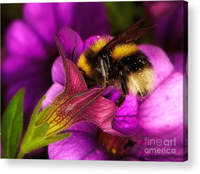 Purple Acrylic Print featuring the photograph Purple petunias with a bumblebee by Nick Biemans