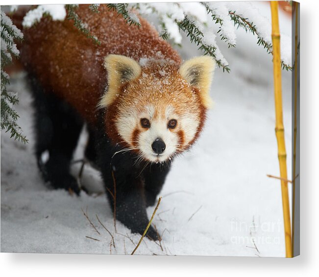 Ailurus Fulgens Acrylic Print featuring the photograph Red Panda in the snow by Nick Biemans