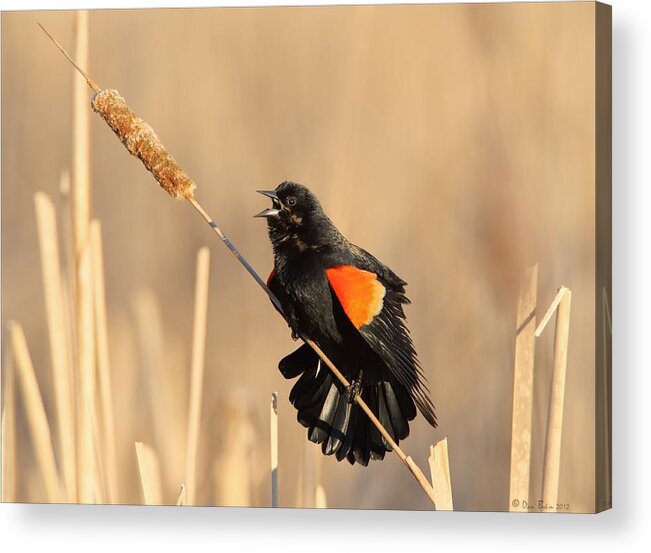 Red Winged Blackbird Acrylic Print featuring the photograph Red Winged Blackbird on Cattail by Daniel Behm