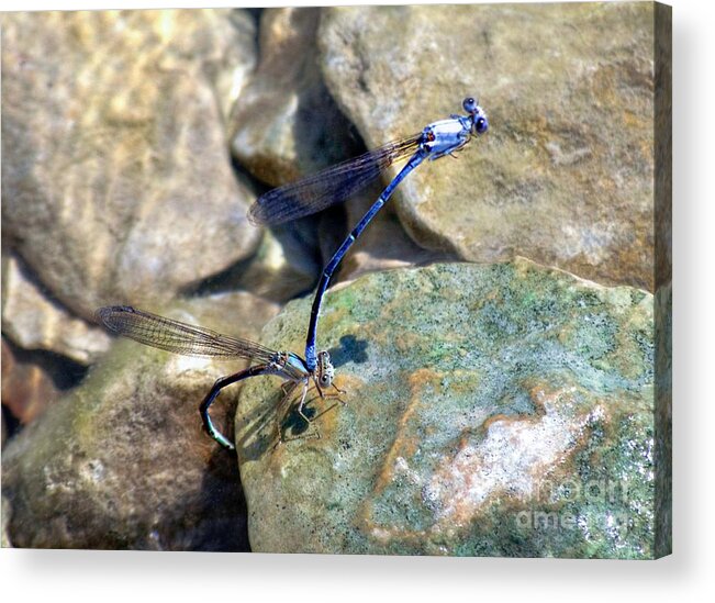 Blue Dragonflies Acrylic Print featuring the photograph Refueling Dragonflies by Peggy Franz