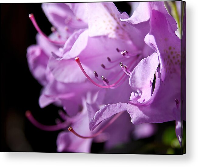Newburyport Acrylic Print featuring the photograph Rhododendron by Rick Mosher