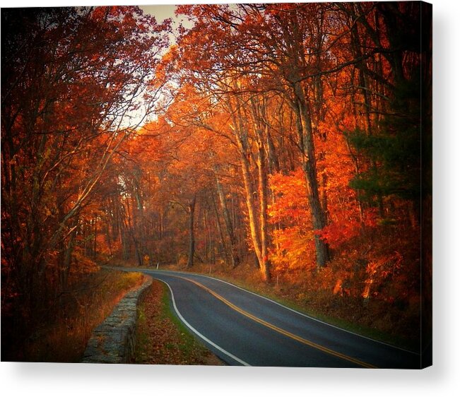 Shenandoah National Park Acrylic Print featuring the photograph Road in the Park by Joyce Kimble Smith