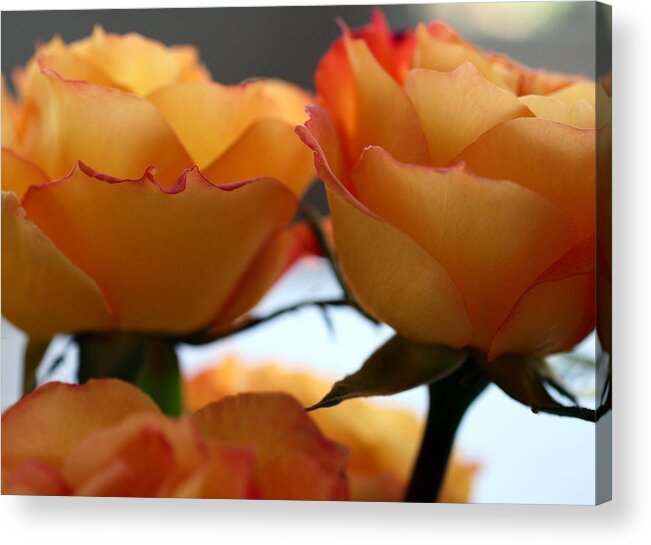 Roses Acrylic Print featuring the photograph Rose 11 by Cheryl Boyer