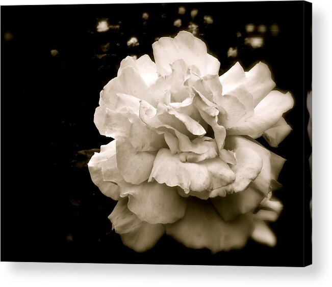 Rose Acrylic Print featuring the photograph Rose I by Kim Pippinger