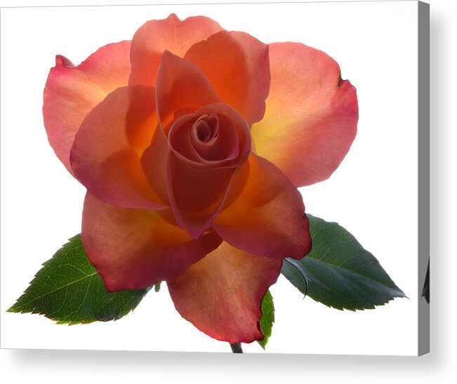 Rose Acrylic Print featuring the photograph Rose Illumination. by Terence Davis