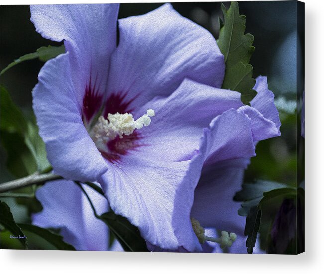 Rose Of Sharon Acrylic Print featuring the photograph Rose of Sharon by Rebecca Samler