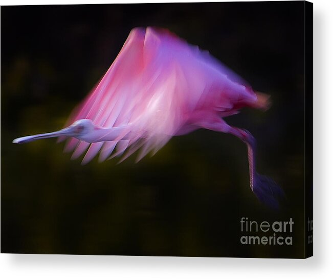 Ajaia Ajaja Acrylic Print featuring the photograph Roseate Spoonbill   #6205 by J L Woody Wooden