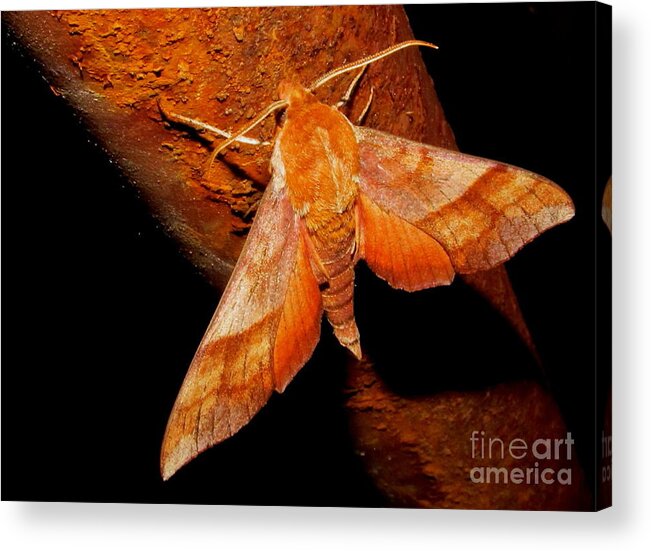 Rusty Hawk Moth Rusty Sphinx Moth Rusty Hummingbird Moth Nocturnal Creatures Forest Night Life Nocturnal Insects Redish Brown Moth Mariposa Rare Moths Exotic Animals Nocturnal Insects Of North America Maryland Moths Of The Mid Atlantic Region Natural Designs In Nature Prints Acrylic Print featuring the photograph Rusty Sphinx Moth by Joshua Bales