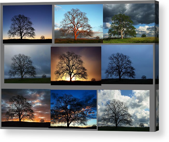 Tree Acrylic Print featuring the photograph Same Tree Many Skies Montage by Robert Woodward