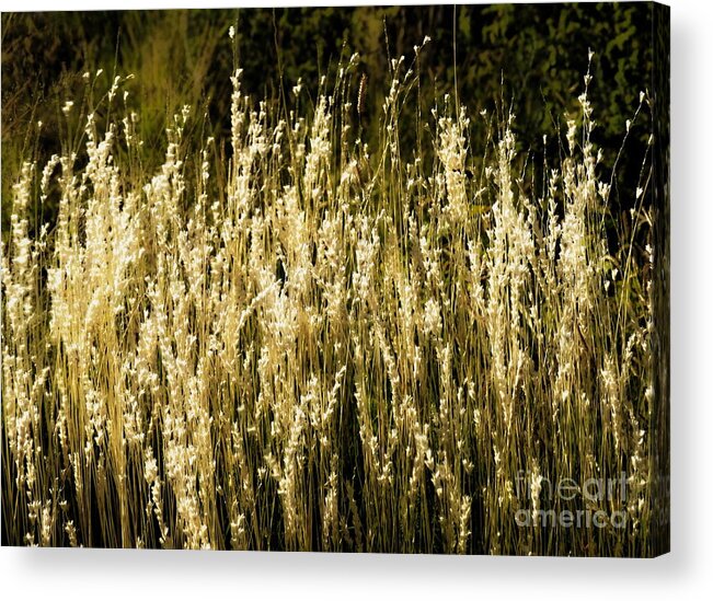Color Photo Acrylic Print featuring the digital art Santa Fe Grasses by Tim Richards