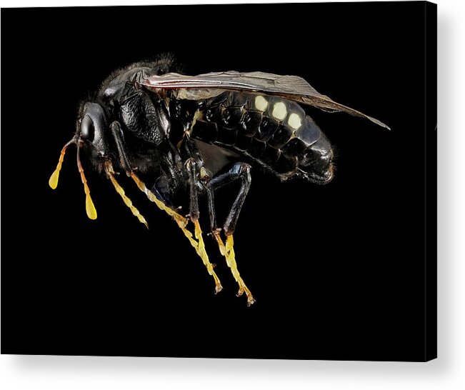 Identification Acrylic Print featuring the photograph Sawfly by Us Geological Survey
