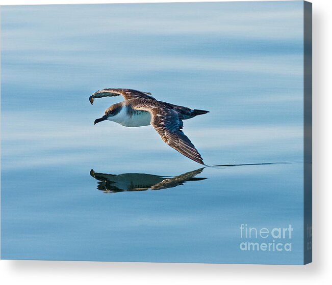 New Brunswick Acrylic Print featuring the photograph Shearing the Water... by Nina Stavlund