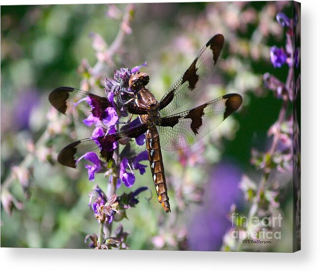 Dragonfly Acrylic Print featuring the photograph Shining Through by Veronica Batterson