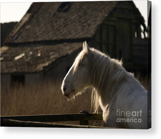 Horse Acrylic Print featuring the photograph Shire Horse by Ang El