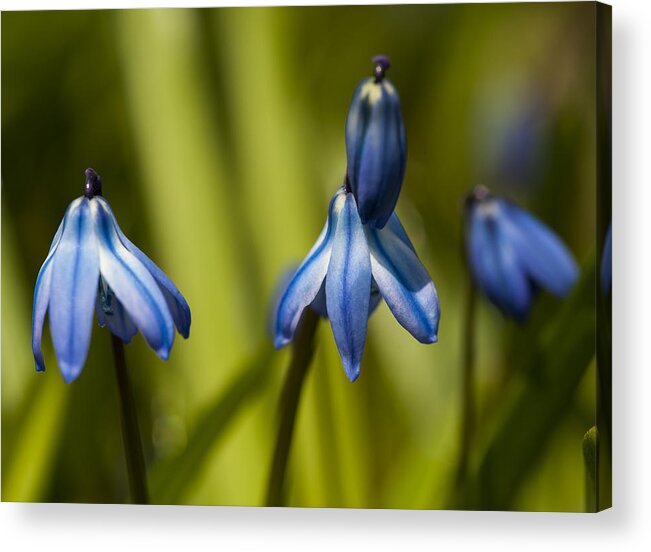 Flickr Explore Acrylic Print featuring the photograph Siberian Squill by Dan Hefle