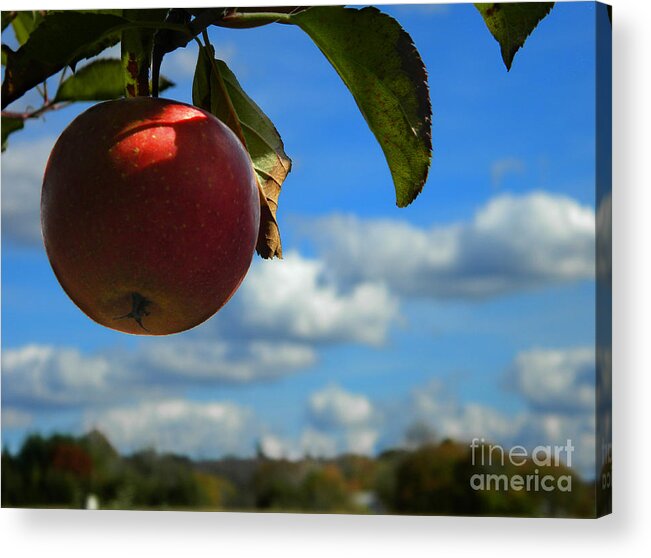 Red Acrylic Print featuring the photograph Single Apple by Andrea Anderegg