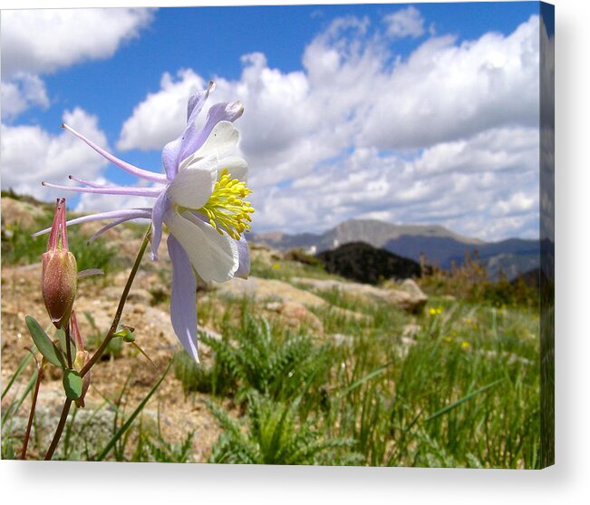 Colorado Acrylic Print featuring the photograph Sky Blossom by Alan Johnson