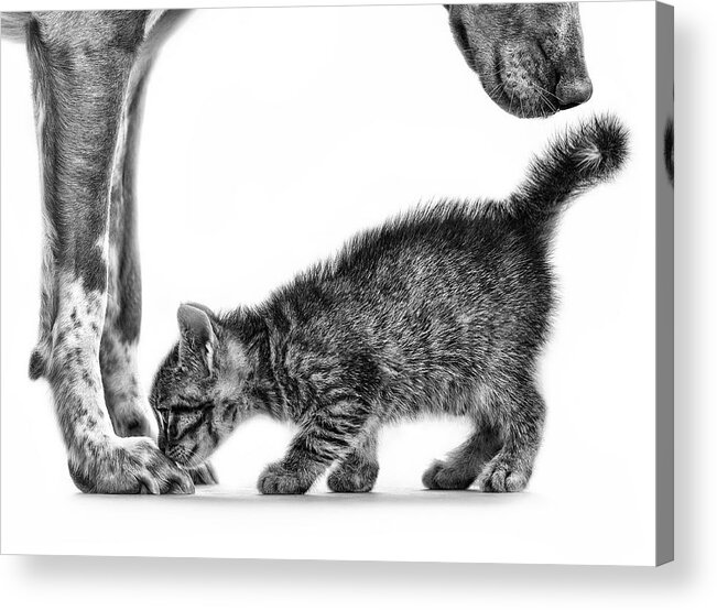 Cat Acrylic Print featuring the photograph Smell Me by Monte Pi (10catsplus)
