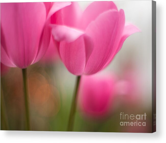 Tulip Acrylic Print featuring the photograph Soaring Pink Tulips by Mike Reid