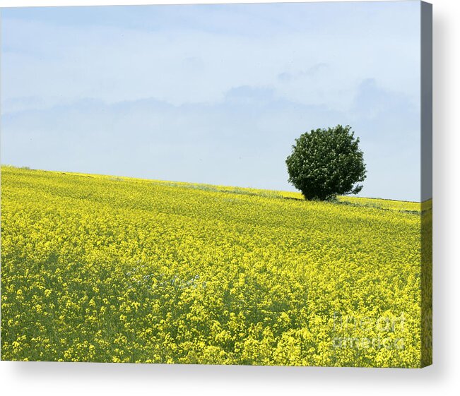 Field Acrylic Print featuring the photograph Solitary by David Birchall