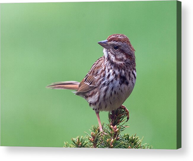 Song Sparrow Acrylic Print featuring the photograph Song Sparrow by Jim Zablotny