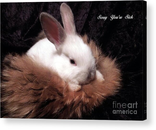 Rabbit Acrylic Print featuring the photograph Sorry You're Sick by Renee Trenholm