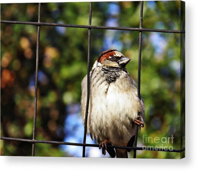 Sparrow On A Wire Fence Acrylic Print featuring the photograph Sparrow on a Wire Fence by Sarah Loft