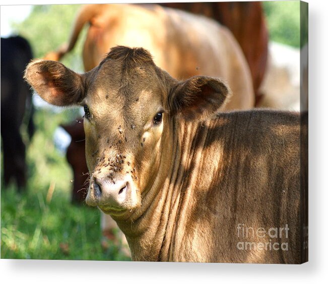 Calf Acrylic Print featuring the photograph Speckled Shade by Cynthia Clark
