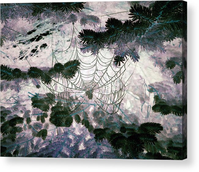 Spider Web Acrylic Print featuring the photograph Spider Web by Patricia Januszkiewicz