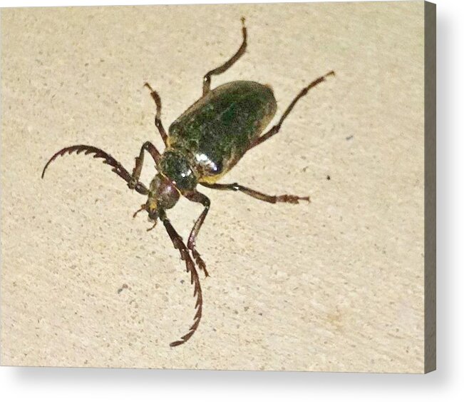 Bugs Acrylic Print featuring the photograph Spike by Angela J Wright