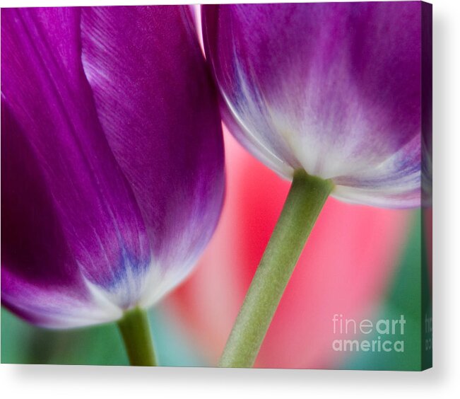 Adjectives Acrylic Print featuring the photograph Spring Embrace by Oscar Gutierrez