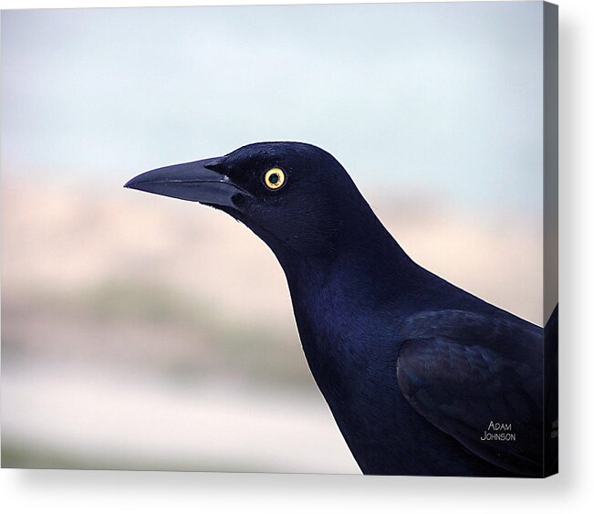 Male Acrylic Print featuring the painting Stare of the Male Grackle by Adam Johnson
