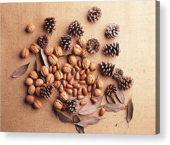 Nut Acrylic Print featuring the photograph Still life of pine cones, walnuts and acorns by GYRO PHOTOGRAPHY/amanaimagesRF