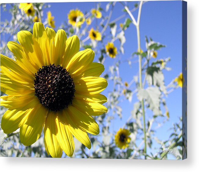 Sun Acrylic Print featuring the photograph Sunflowers by Adam Johnson