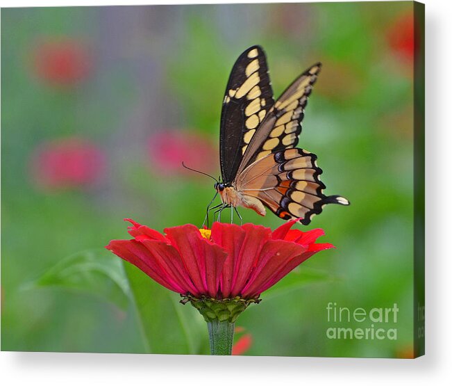 Swallowtail Acrylic Print featuring the photograph Swallowtail on a Zinnia by Rodney Campbell