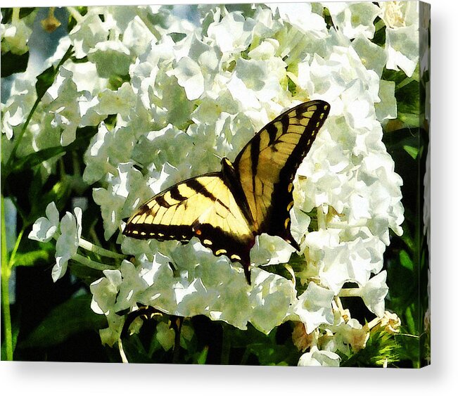 Butterfly Acrylic Print featuring the photograph Swallowtail on White Hydrangea by Susan Savad