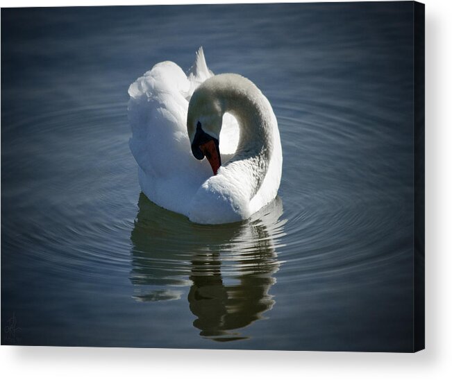 Swan Acrylic Print featuring the photograph Swan Lake by Pennie McCracken
